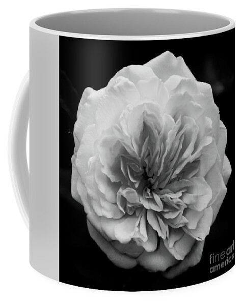 Rose Coffee Mug featuring the photograph Alchymist Rose Black and White Nature / Floral Photograph by PIPA Fine Art - Simply Solid