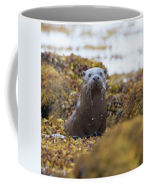 Otter Coffee Mug featuring the photograph Alert Female Otter by Pete Walkden