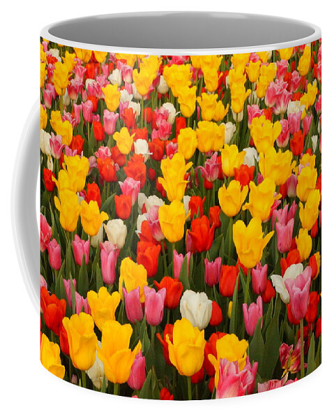 Tulips Coffee Mug featuring the photograph All Abloom by Beth Collins