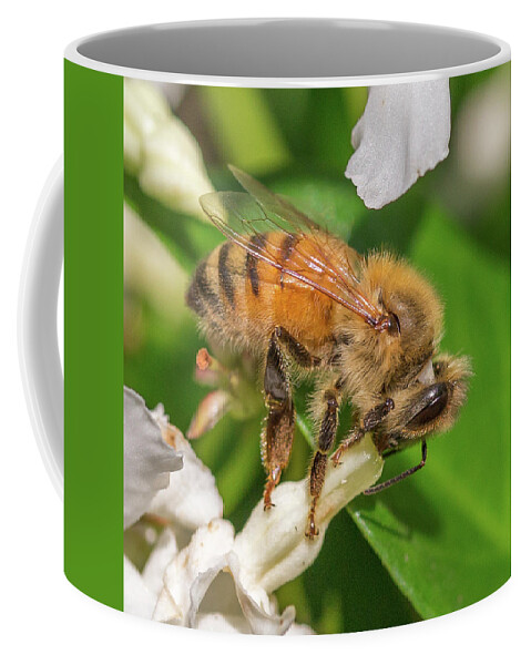 Honey Bee Coffee Mug featuring the photograph All In, Apis mellifera by Christy Cox