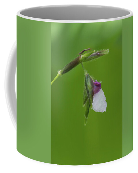 Flower Coffee Mug featuring the photograph Alligator Flag Pole Sitters by Paul Rebmann
