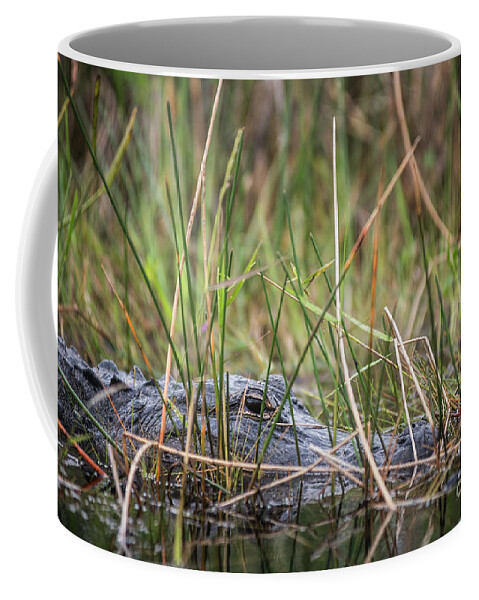Loxahatchee Coffee Mug featuring the photograph Alligator in Grass 0609 by Steve Somerville