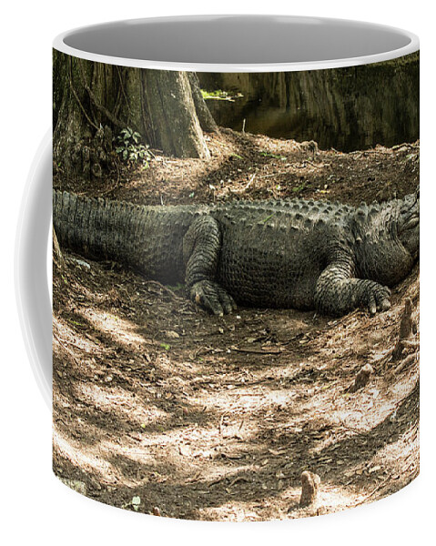 Lowry Park Zoo Coffee Mug featuring the photograph Alligator Lowry Park Zoo 2 by Richard Goldman