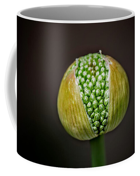 Allium Coffee Mug featuring the photograph Allium Bud by Michael Brungardt
