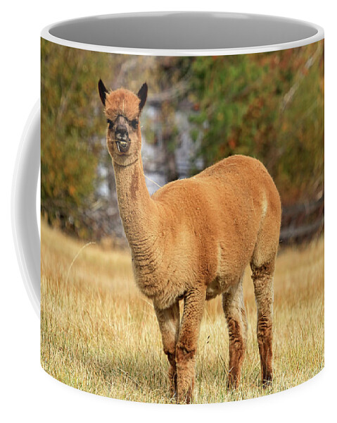 Alpaca Coffee Mug featuring the photograph Alpaca by Donna Kennedy