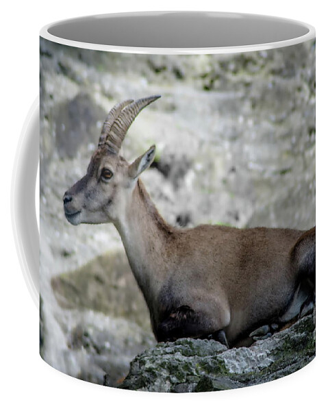 Michelle Meenawong Coffee Mug featuring the photograph Alpine Ibex by Michelle Meenawong