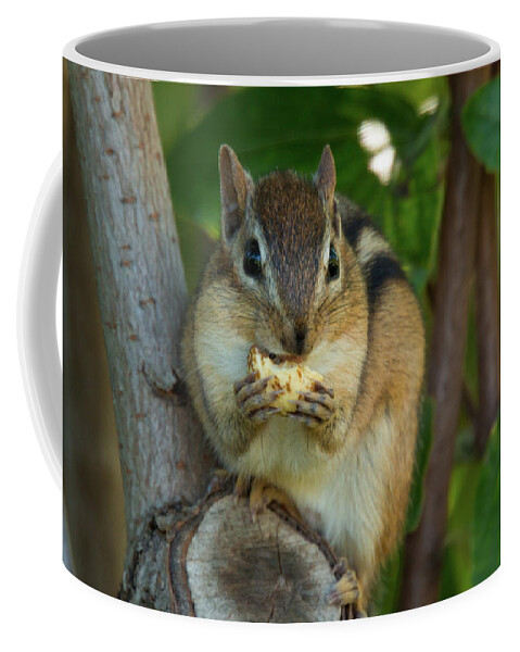 Alvin Chipmunk Nature Wildlife Wild Life Wilderness Outside Outdoors Natural Eating Snack Tree Ma Mass Massachusetts Brian Hale Brianhalephoto Coffee Mug featuring the photograph Alvin Eating 2 by Brian Hale