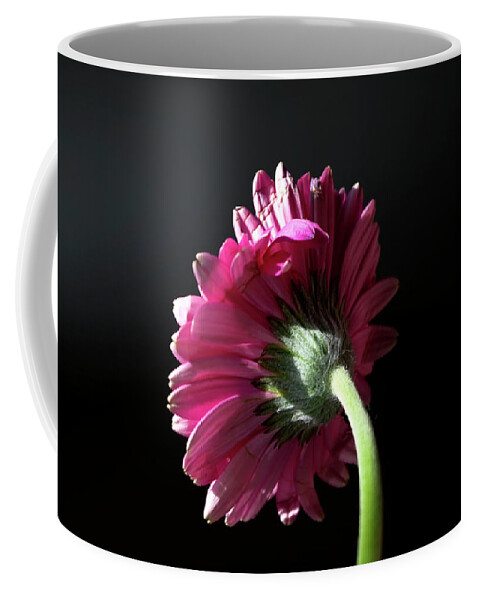 Photograph Coffee Mug featuring the photograph Always Face the Sunshine by Rhonda McDougall