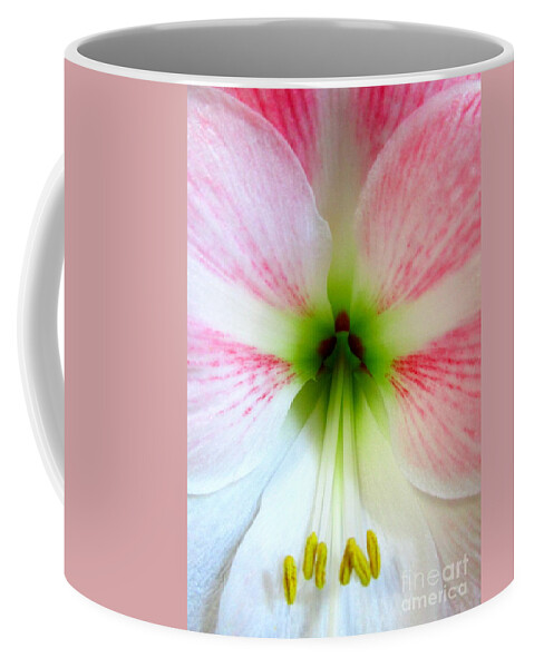 Amaryllis Coffee Mug featuring the photograph Amaryllis 1 by Randall Weidner