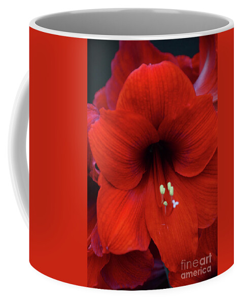 Flowers Coffee Mug featuring the photograph Amaryllis by Cindy Manero