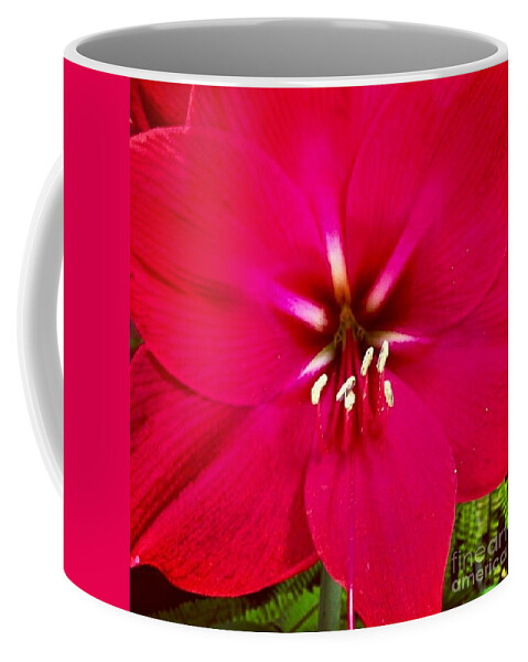 Flower Coffee Mug featuring the photograph Amaryllis Detail by Denise Railey
