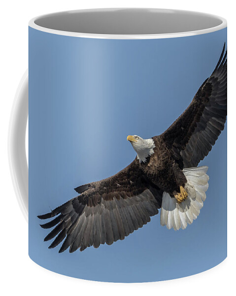 American Bald Eagle Coffee Mug featuring the photograph American Bald Eagle 2017-18 by Thomas Young