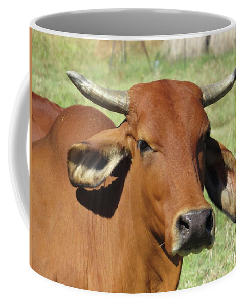 Animals Coffee Mug featuring the photograph American Brahman Cow ii by Ella Kaye Dickey