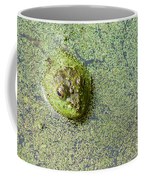 Photography Coffee Mug featuring the photograph American Bullfrog by Sean Griffin