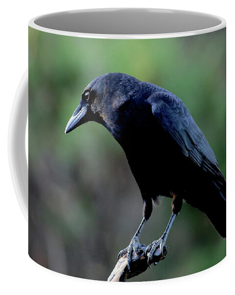 Bird Coffee Mug featuring the photograph American Crow In Thought by Daniel Reed