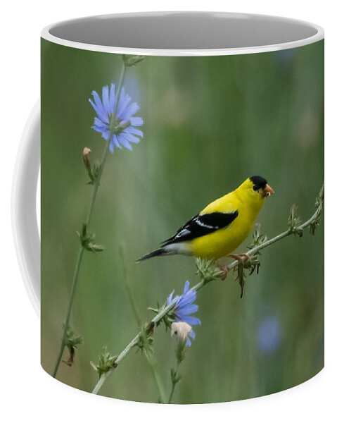 American Goldfinch Coffee Mug featuring the photograph American Goldfinch   by Holden The Moment