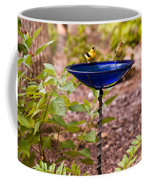 Cumberand Coffee Mug featuring the photograph American Goldfinch at Water Bowl by Douglas Barnett