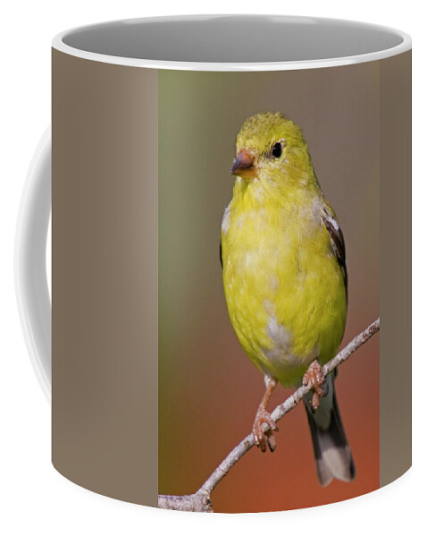 Bird Coffee Mug featuring the photograph American Goldfinch Female by Bob Decker