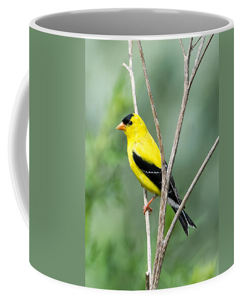 American Goldfinch Coffee Mug featuring the photograph American Goldfinch  by Holden The Moment