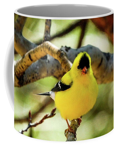 Colorado Coffee Mug featuring the photograph American Goldfinch on Aspen by Marilyn Burton