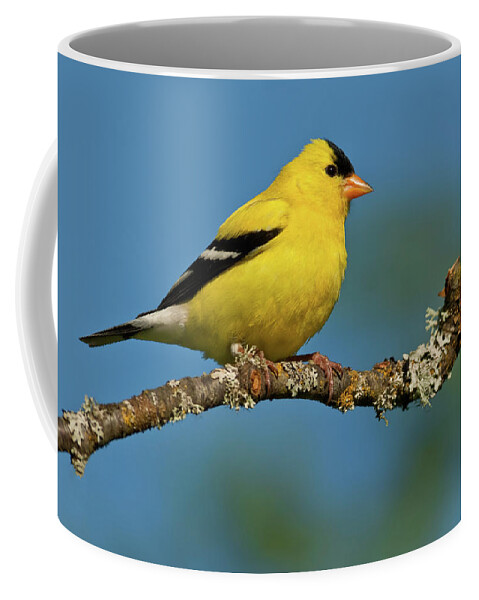 American Goldfinch Coffee Mug featuring the photograph American Goldfinch Perched in a Tree by Jeff Goulden