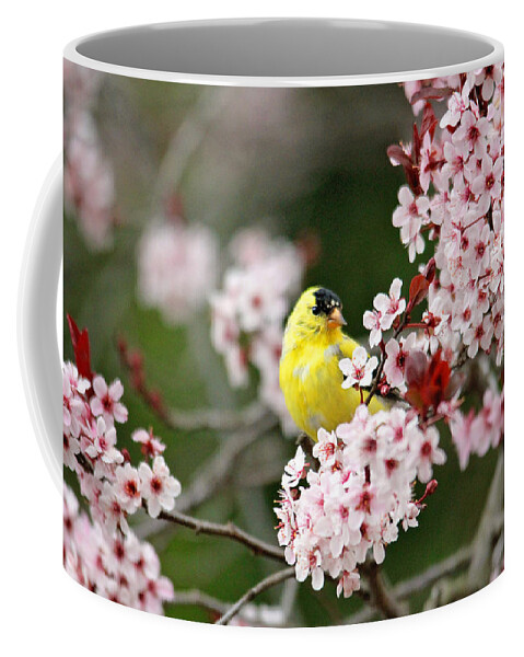 Finches Coffee Mug featuring the photograph American Goldfinch by Trina Ansel
