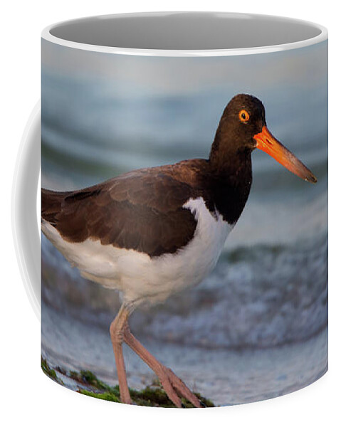 American Coffee Mug featuring the photograph American Oystercatcher at Sunset by Artful Imagery