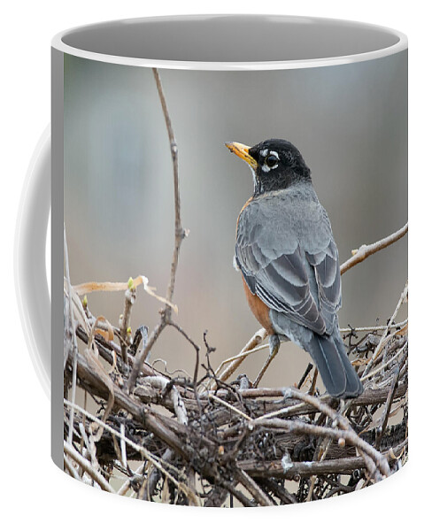 Thrush Coffee Mug featuring the photograph American Robin by Jim Zablotny
