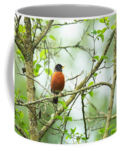 American Robin Coffee Mug featuring the photograph American Robin on Tree Branch by Sharon Talson