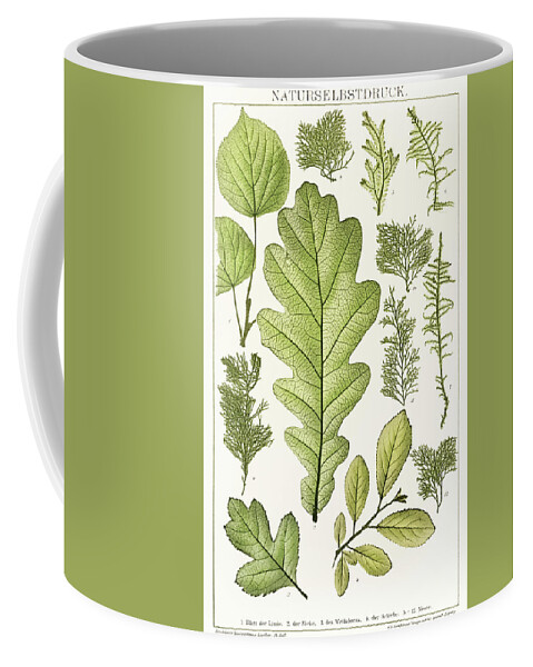 Antique Coffee Mug featuring the drawing An arrangement of nature painting of various leaves by Vincent Monozlay