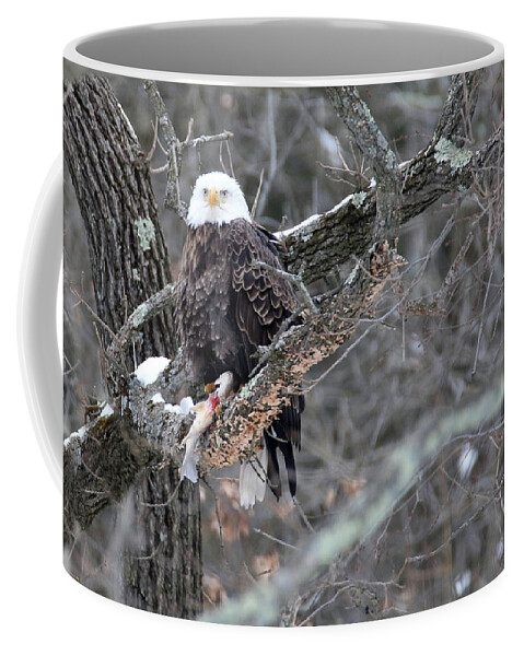 Bald Eagle Coffee Mug featuring the photograph An Eagles Meal 4 by Brook Burling
