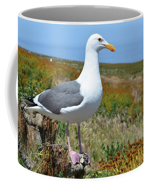Channel Islands National Park Coffee Mug featuring the photograph Anacapa Island Seagull by Kyle Hanson
