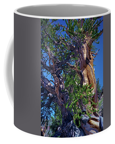 Bristlecone Pine Coffee Mug featuring the photograph Ancient Bristlecone Pine Tree Composition 3, Inyo National Forest, White Mountains, California by Kathy Anselmo