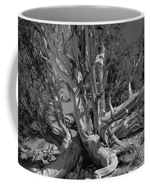 Bristlecone Pine Coffee Mug featuring the photograph Ancient Bristlecone Pine Tree, Composition 5 BW, Inyo National Forest, White Mountains, California by Kathy Anselmo