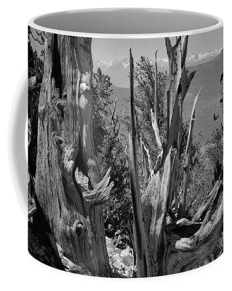 Bristlecone Pine Coffee Mug featuring the photograph Ancient Bristlecone Pine Tree, Composition 8, Inyo National Forest, White Mountains, California by Kathy Anselmo