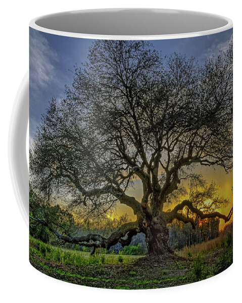 Live Oak Coffee Mug featuring the photograph Ancient Live Oak Tree by Jerry Gammon