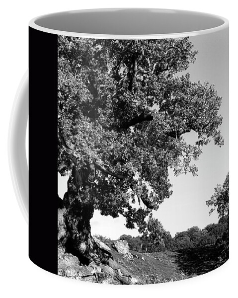Woodland Coffee Mug featuring the photograph Ancient Oak, Bradgate Park by John Edwards