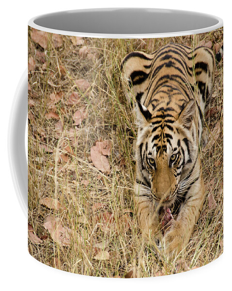 Tiger Coffee Mug featuring the photograph And A Bone To Chew On ... by Pravine Chester