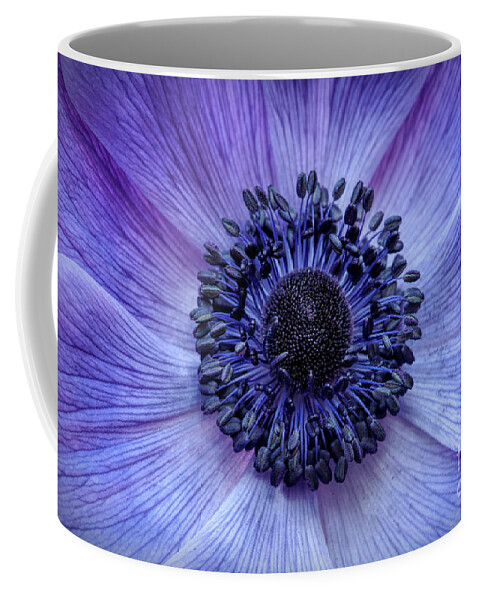 Anemone Coronaria Coffee Mug featuring the photograph Anemone Blue by Tim Gainey