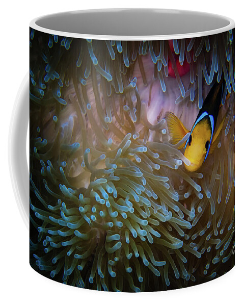 Bora Bora Coffee Mug featuring the photograph Anemonefish by Doug Sturgess