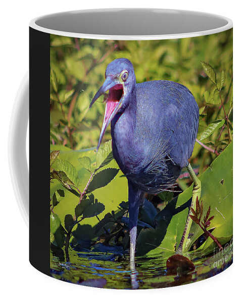Herons Coffee Mug featuring the photograph Angry Little Blue Heron - Egretta Caerulea by DB Hayes