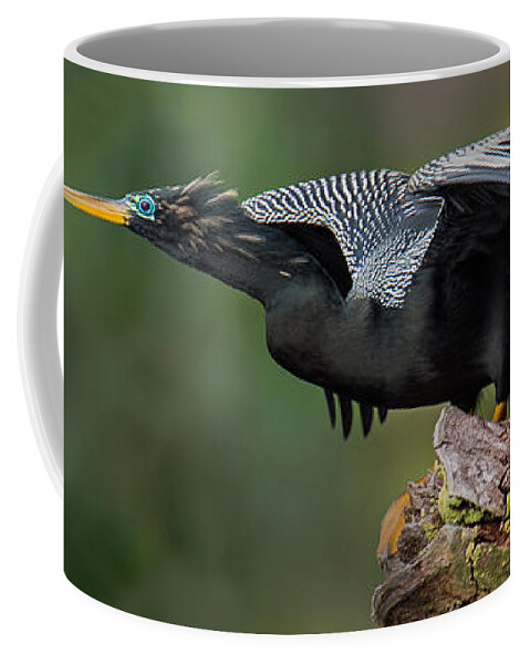 Photography Coffee Mug featuring the photograph Anhinga Anhinga Anhinga, Costa Rica by Panoramic Images