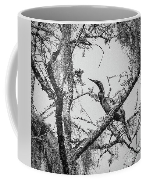 Bird Coffee Mug featuring the photograph Anhinga by Barry Bohn