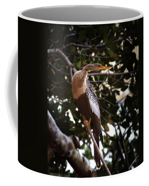 Anhinga Coffee Mug featuring the photograph Anhinga Water Fowl by Joseph G Holland