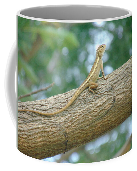 Animal. Trees Coffee Mug featuring the photograph Animal Lizard Indonesia by Muhammad Zamroni