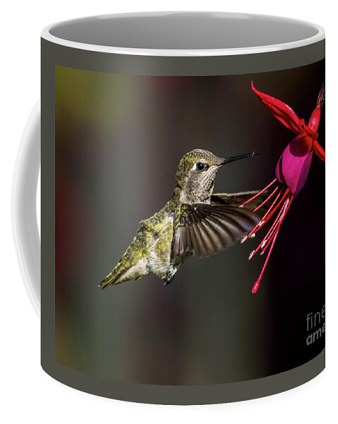 Birds Coffee Mug featuring the photograph Anna Juvenile Hummingbird by Sal Ahmed