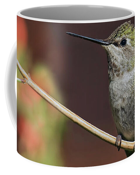 Hummingbirds Coffee Mug featuring the photograph Anna's Hummingbird - Perched by Nikolyn McDonald