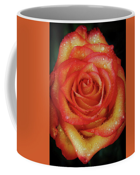 Roses Coffee Mug featuring the photograph Anniversary Roses by Elaine Malott