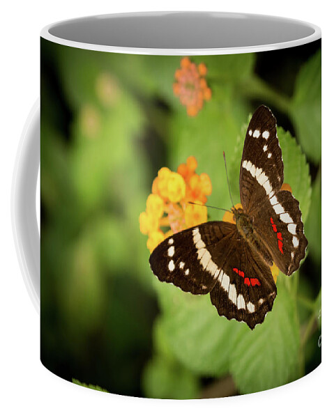 Butterfly Coffee Mug featuring the photograph Another Day, Another Butterfly by Ana V Ramirez