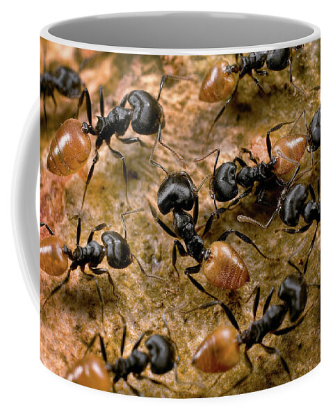 Mp Coffee Mug featuring the photograph Ant Crematogaster Sp Group by Mark Moffett